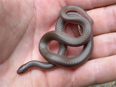 Reptiles of Illinois · iNaturalist