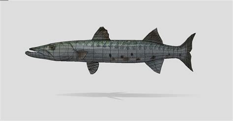 3d Model Barracuda Realistic Animated Vr Ar Low Poly Cgtrader