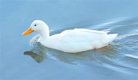 Albino Male Mallard Verification Help Me Identify A Bird Whatbird