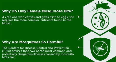 Why Do Only Female Mosquitoes Bite Elevate Pest Control