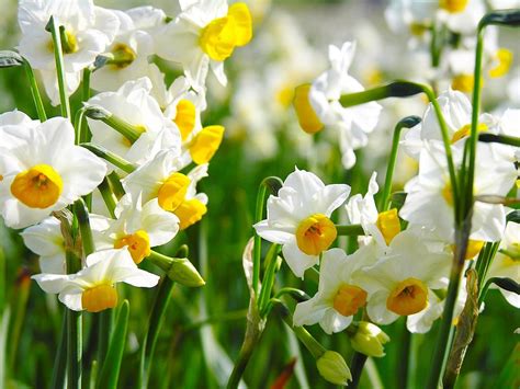 Romantic Flowers Narcissus Flower