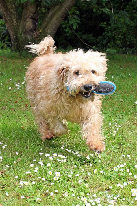 Many dog breeders with puppies for sale also offer a health. Whoodle Dog Information Center: The Wheaten Terrier Poodle ...