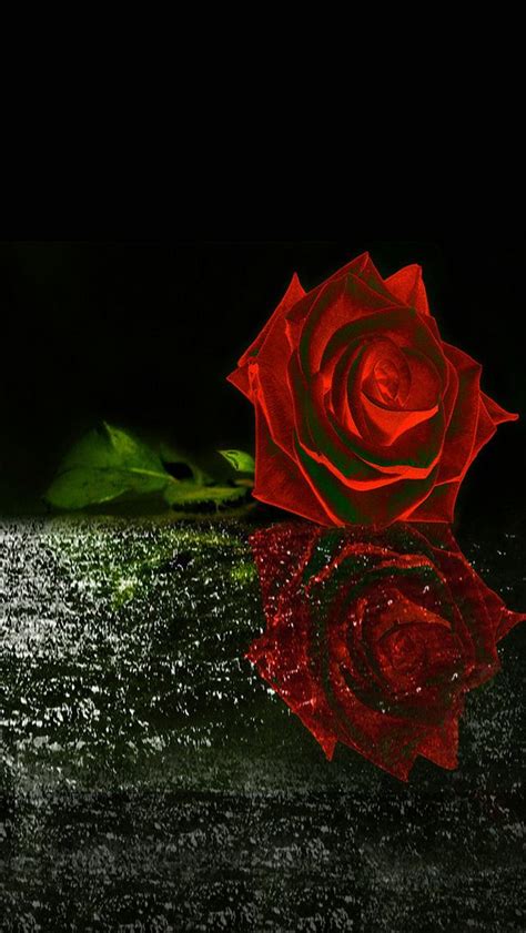 Red Rose Wallpaperby Artist Unknown Red Roses Wallpaper Rose
