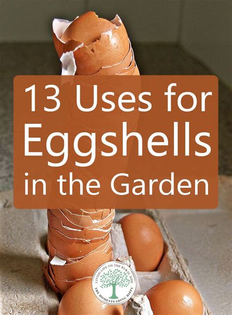Maybe you would like to learn more about one of these? 13 Uses for Eggshells in the Garden | Egg shells in garden ...