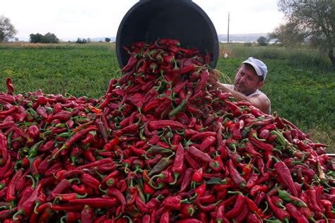 This unique paprika product is made under strict quality measures by grinding the dried pods of deep, silky red pepper plants of different varieties. Kezdődik a Kalocsai Paprikafesztivál