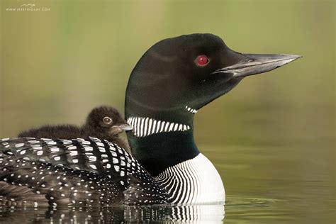 Common Loon with Chick | A few-day-old Common Loon chick ...