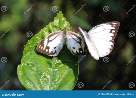 Butterfly Couple Mating In Naturebeautiful Stripped Pioneer White Or Indian Caper White
