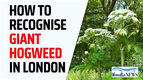 Giant Hogweed In London Identification Youtube