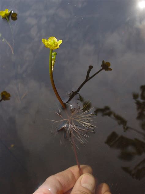 Ranunculus Flabellaris Greater Yellow Water Crowfoot Yellow Water