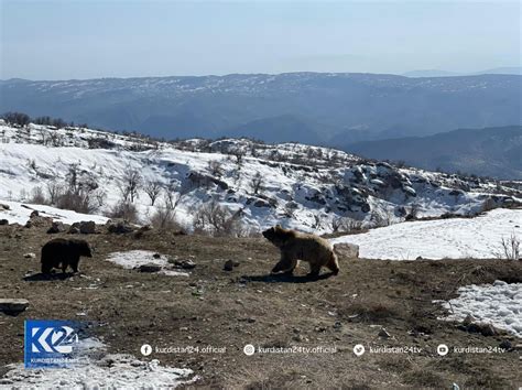 Photos Bears Released In Kurdistan Mountains To Revive Wildlife