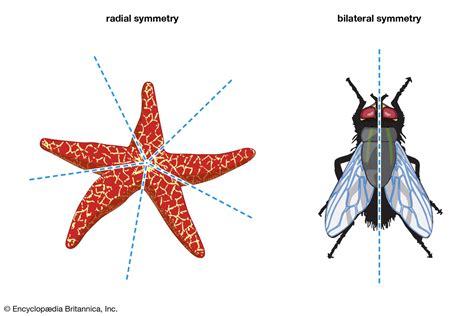 Symmetry Biology Types Examples And Facts Britannica
