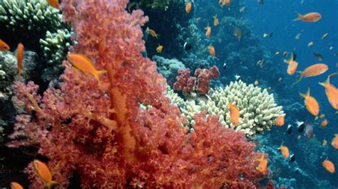 Noaa Awards More Than 8 Million For Coral Reef Conservation National