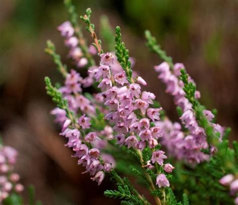 Heather Plants Uk Plants Bb