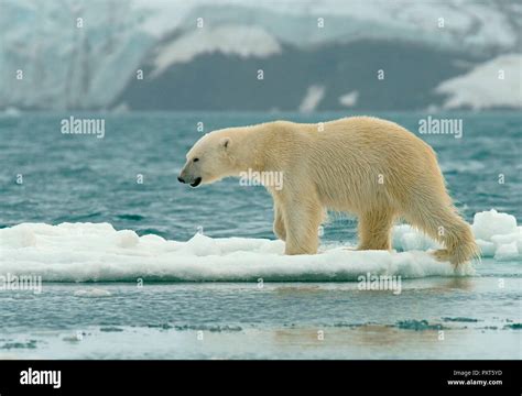 Polar Bear Ursus Maritimus Runs Over Ice Floes Svalbard Norwegian