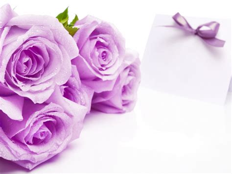 Magnificent Purple Roses Roses Wallpaper 34611045 Fanpop