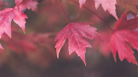 Download Wallpaper 1920x1080 Maple Leaves Blur Autumn Macro Red
