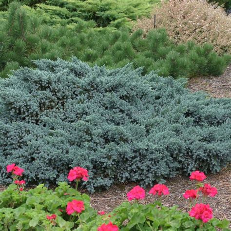 The 20 Best Evergreen Ground Cover Plants Rhythm Of The Home