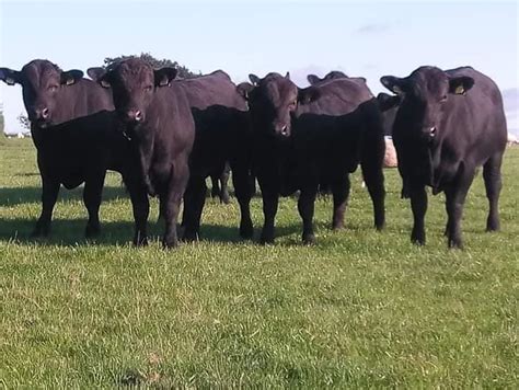 Selection Of Young Bulls For Sale Aberdeen Angus Cattle Society
