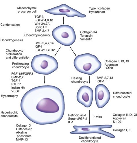 cartilage and chondrocytes musculoskeletal key