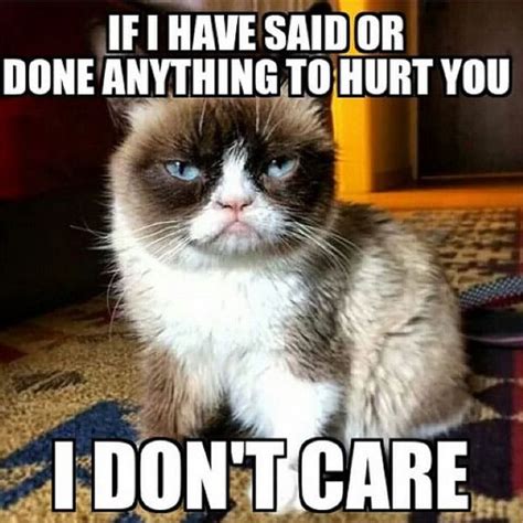 16 Of The Best Grumpy Cat Memes Catster