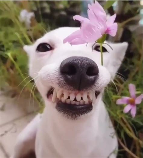 Oii Pessoal Amoo Flores E Vocês Cute Dogs Cute Animals Funny