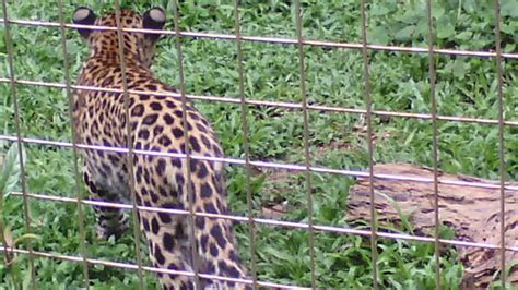 Check spelling or type a new query. Jalan-jalan ke Zoo Melaka - Part 3 (Last Part) Plus Bonus ...