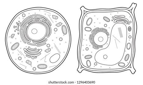 Basic diagram of an animal cell. Questions And Answers On Labeled/Unlebled Diagrams Of A Human Cell - Greg Johnson S Artificial ...