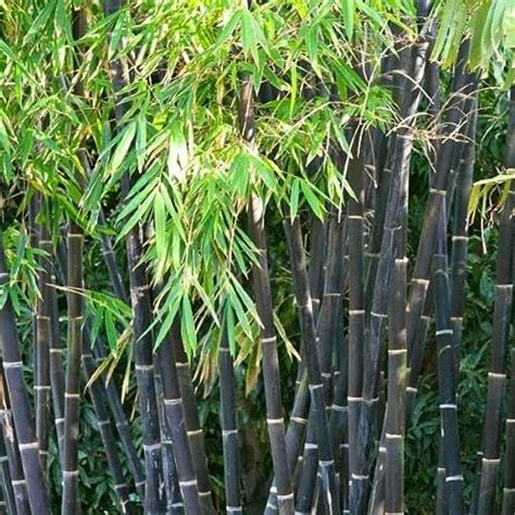 500 Rare Black Bamboo Seeds For Planting Fast Growing Black Bamboo
