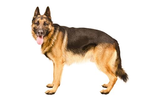 German Shepherd Dog Breed Bio From Alldogboots