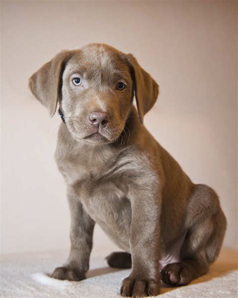 Silver labradors, charcoal labradors, champagne labradors and dilute labrador retrievers. Silver Lab - The Facts About Silver Labrador Retrievers