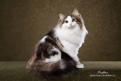 Norwegian Forest Cats Beautiful Iris Would Love A New Forever Home