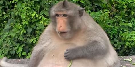 Thailands Chunky Monkey On Diet After Gorging On Junk Food