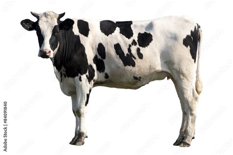 Cow Isolated Stock Photo Adobe Stock