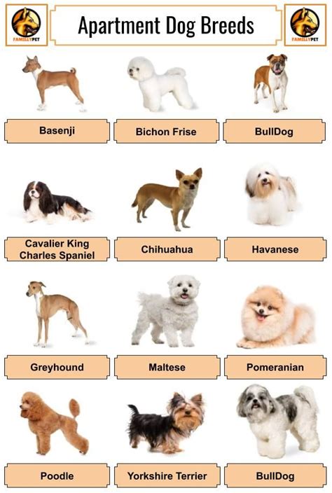 How To Choose The Right Dog Breed Gender And Age 2 Dog Breeds Dog
