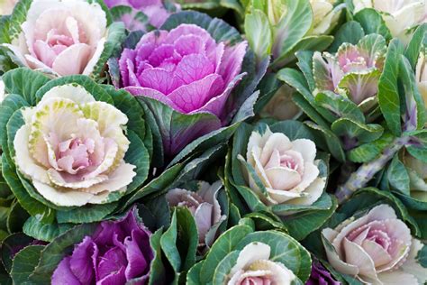 How To Grow And Care For Ornamental Cabbage