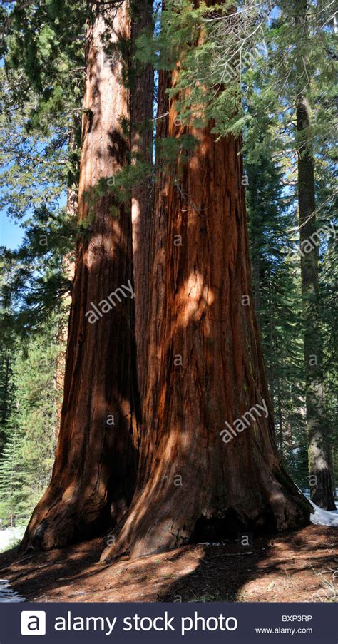 Sequoia Trees Sequoiadendron Giganteum Mariposa Grove Yosemite National