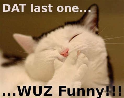 Funny Meme Laughing Laughing Cat Cats Meme Laughing