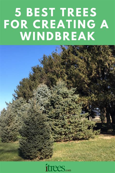 5 Best Trees For Creating A Windbreak Windbreak Tree Evergreen