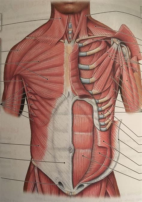 Rib Cage Muscles The Intercostal Muscles Of The Ribcage Rib Cage