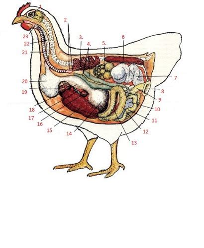 Chicken Anatomy Flashcards Quizlet