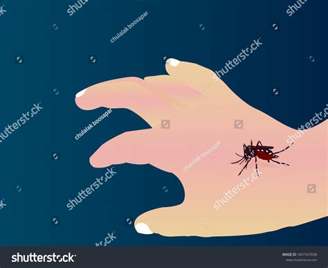 Aedes Mosquitoes Carry Dengue Fever Stock Vector Royalty Free