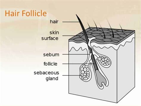This estimate comes from the trichological society. How Fast Does Human Hair Grow? 3 Things You Didn't Know