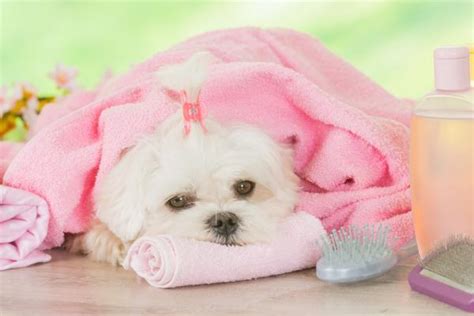 Can i cover the site and bathe her safely? When to Give a Puppy a Bath for the First Time - Tips and ...