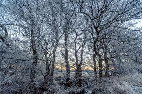 Branches Covered With Frost In The Sunrise Stock Image Image Of