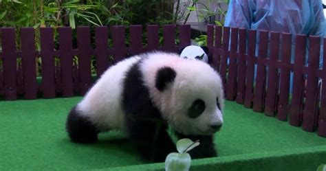 Malaysia Zoo Shows Off 4 Month Old Panda Cub National Globalnewsca