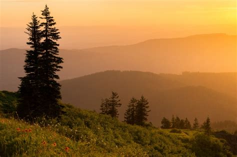 Free Images Landscape Tree Nature Forest Wilderness Fog Sunrise