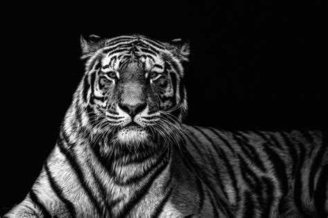 Tiger In Black And White Christian Meermann Photography