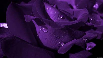 Purple Rose Wallpapers Roses Background Dark 1080p