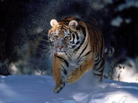Bengal Tiger Running In Snow Image Id 292275 Image Abyss