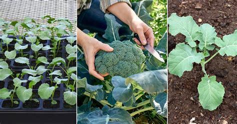 Broccoli Plant Growing Stages With Pictures Balcony Garden Web